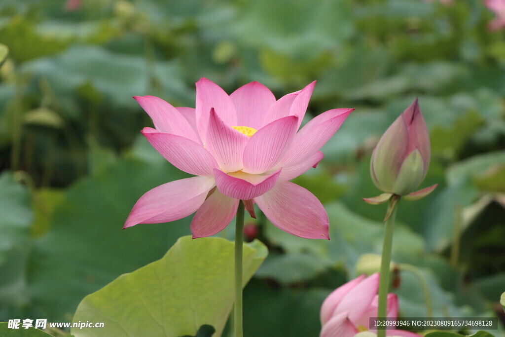 荷花
