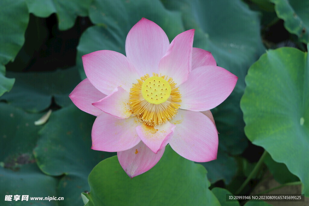荷花