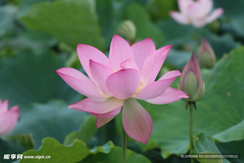 荷花