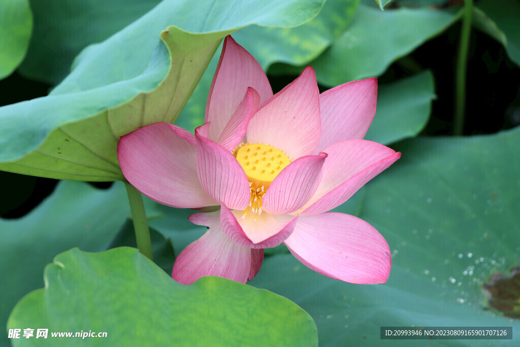 荷花