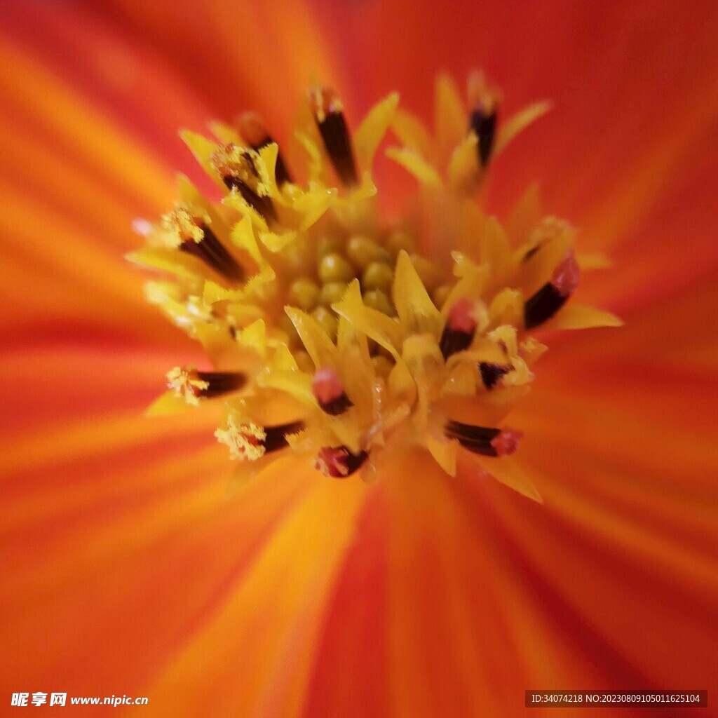 鲜花壁纸