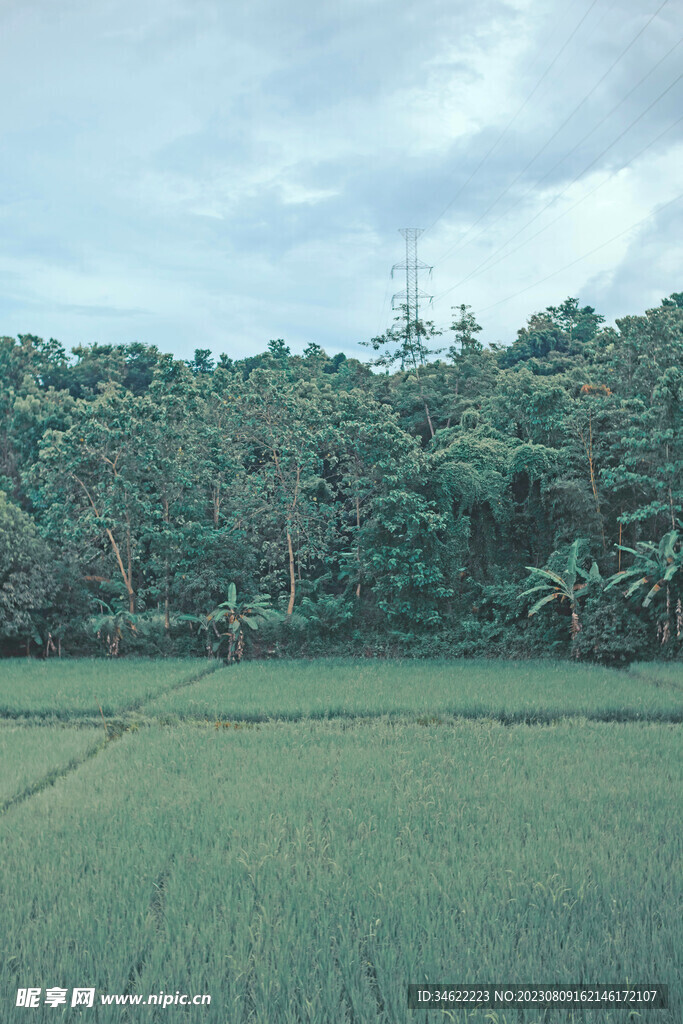 稻田
