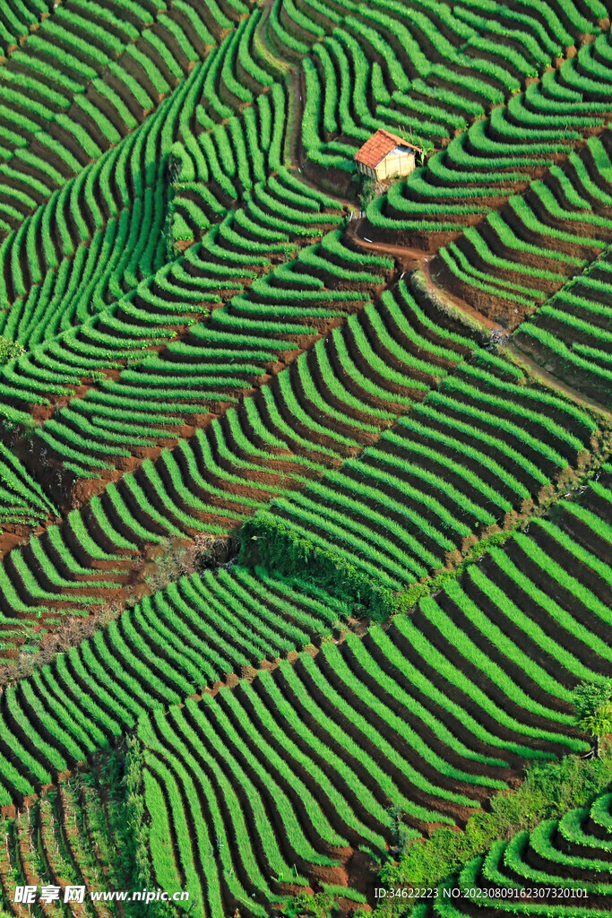 稻田 