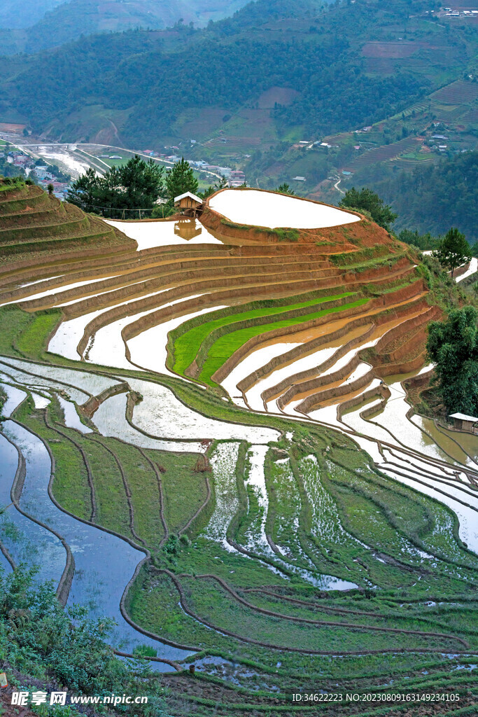稻田