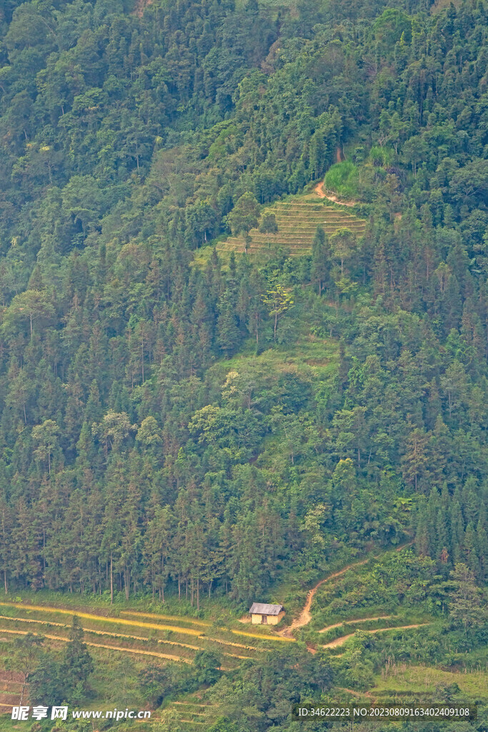 稻田