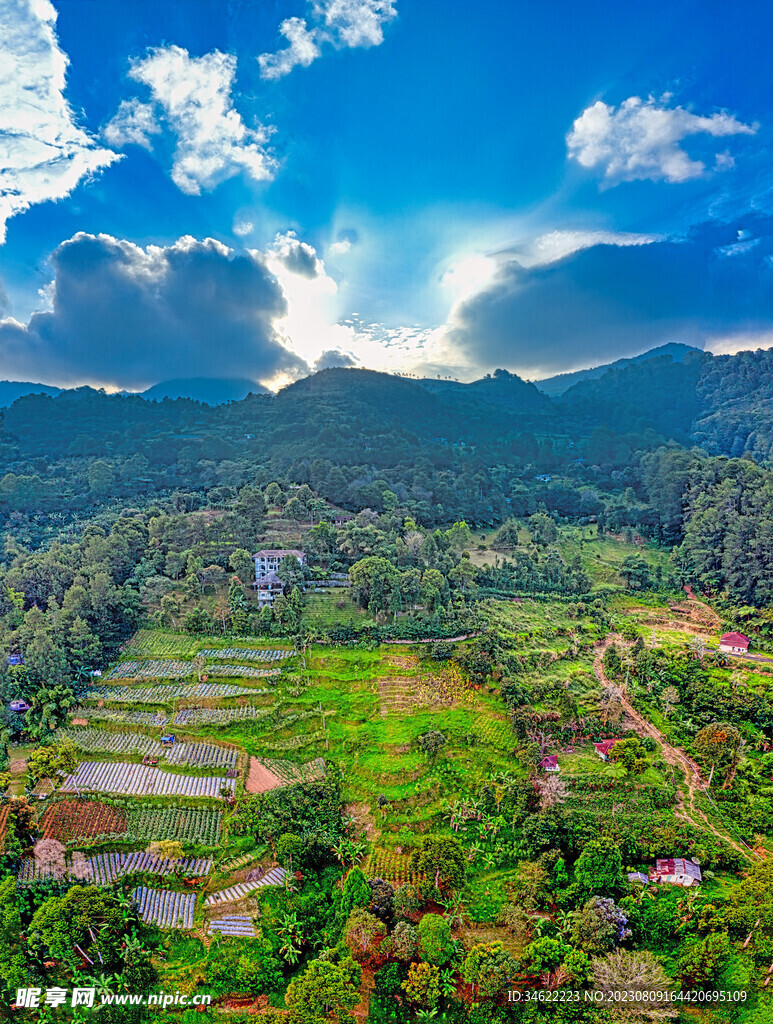 稻田 