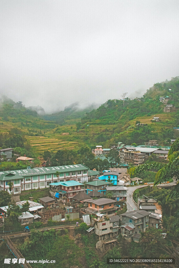 稻田