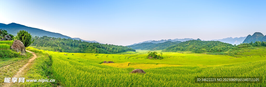 稻田