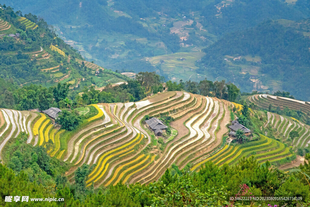 稻田 