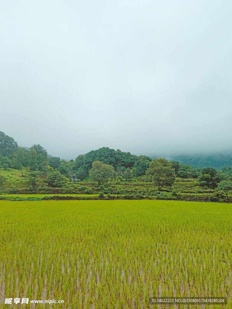 稻田 