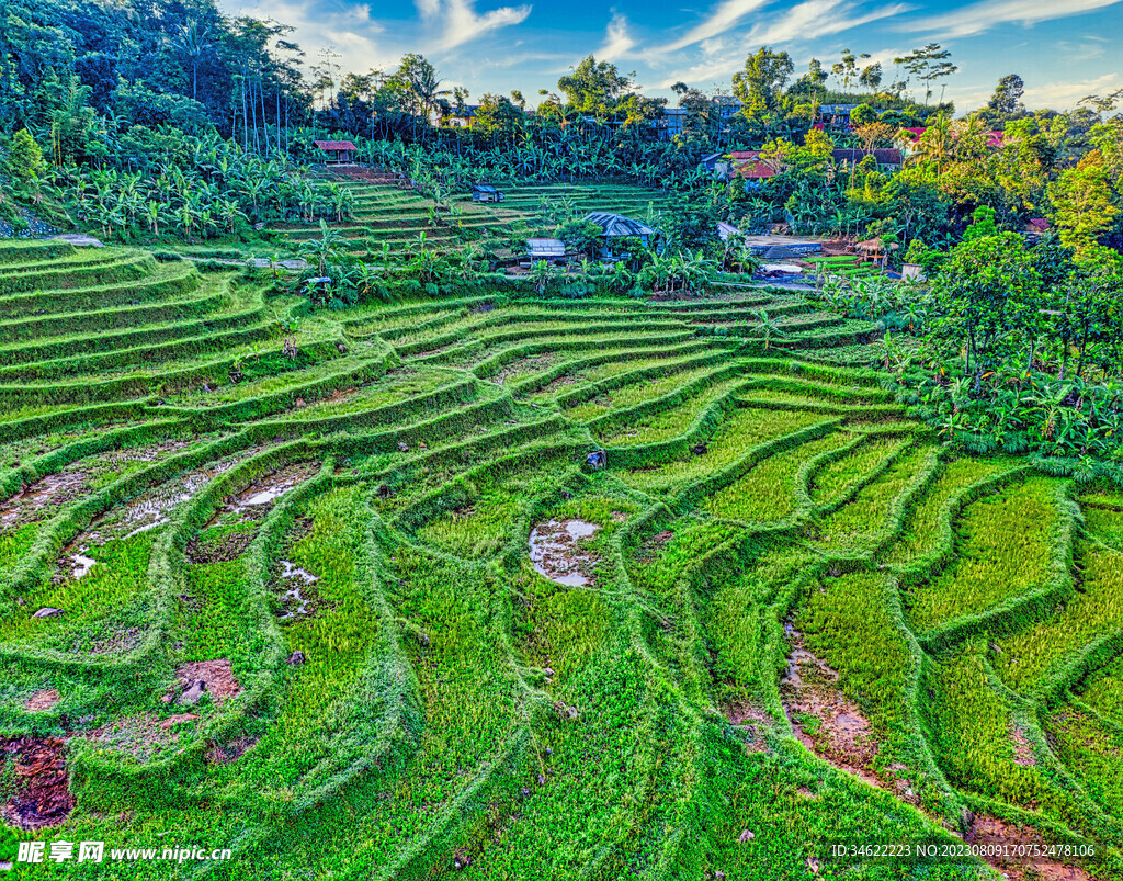 稻田