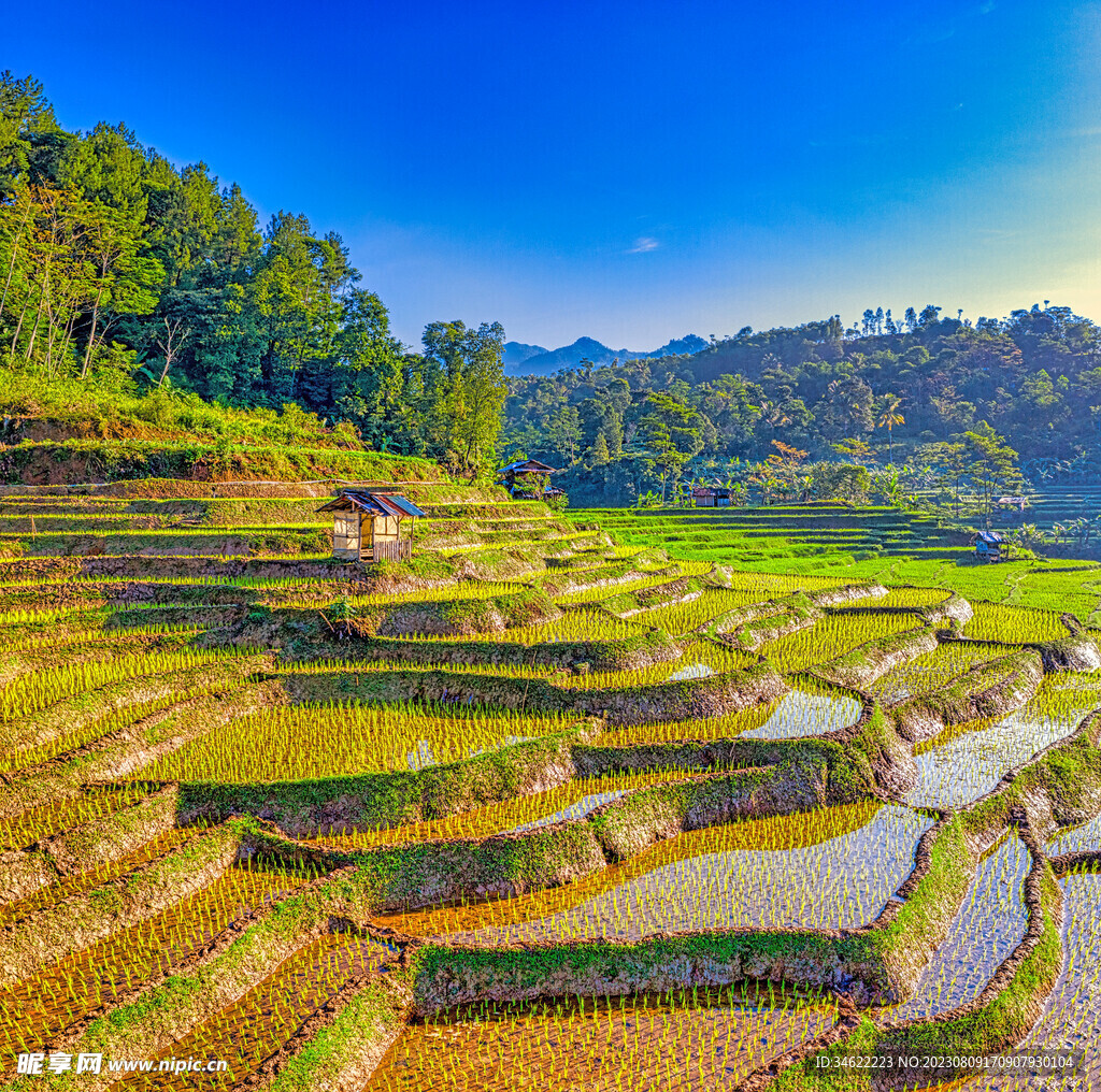 稻田 