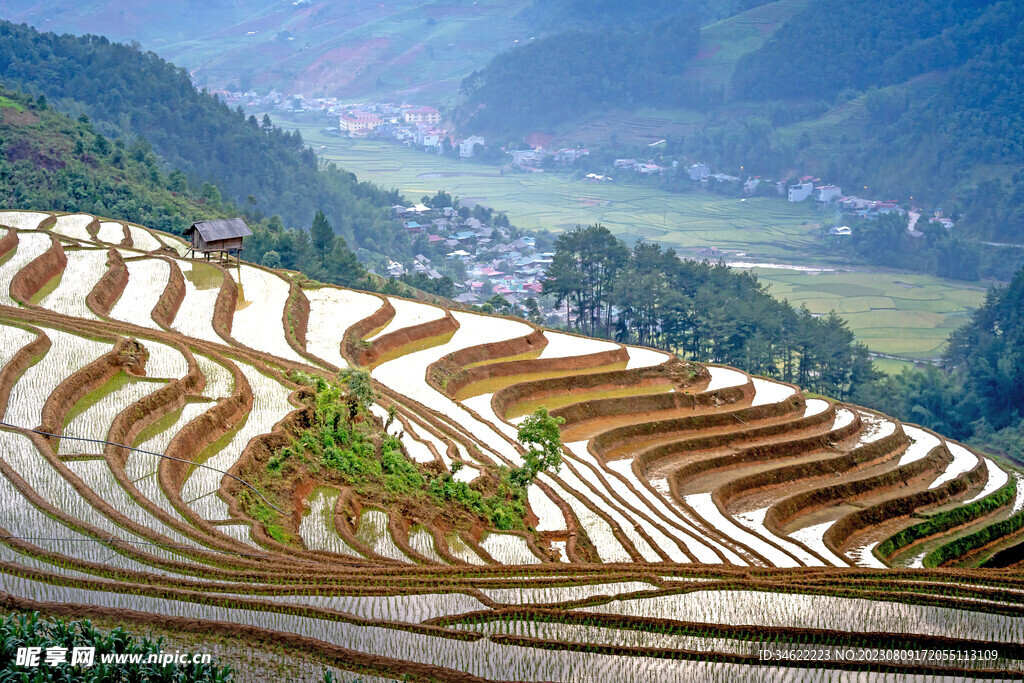 稻田 