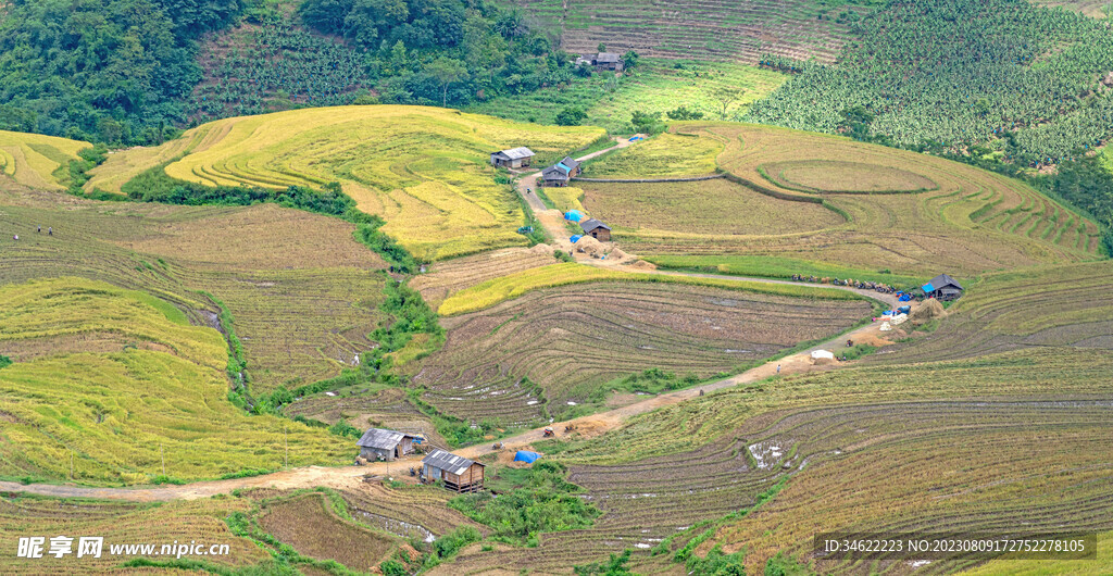 稻田 