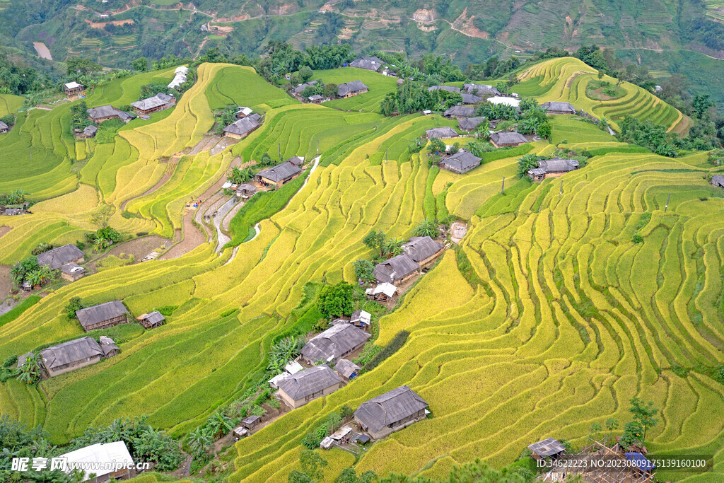 稻田 