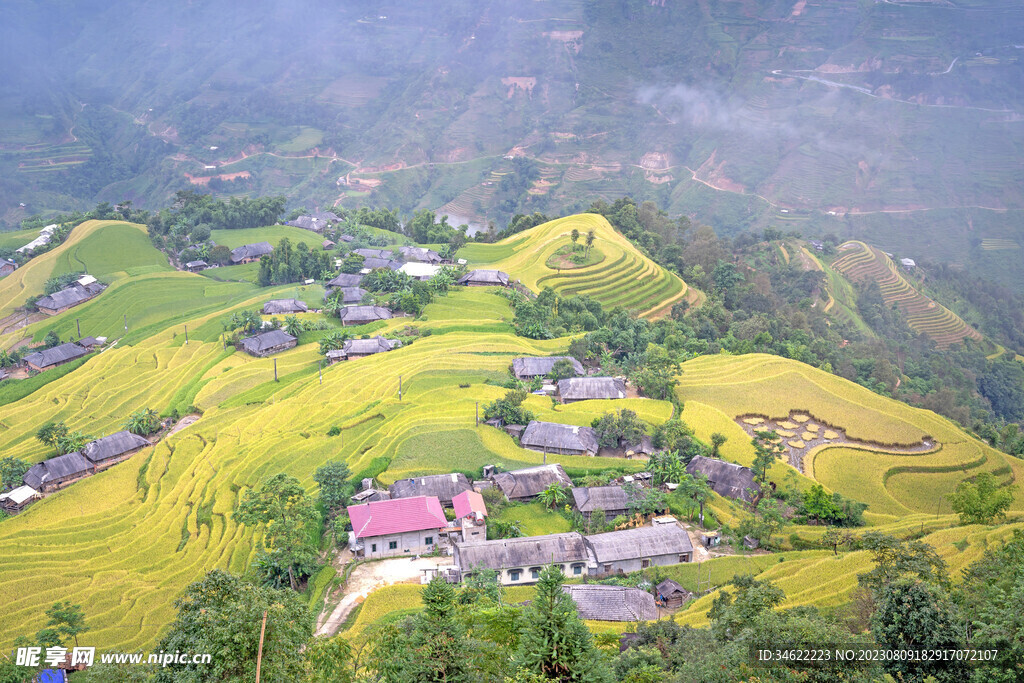 稻田 