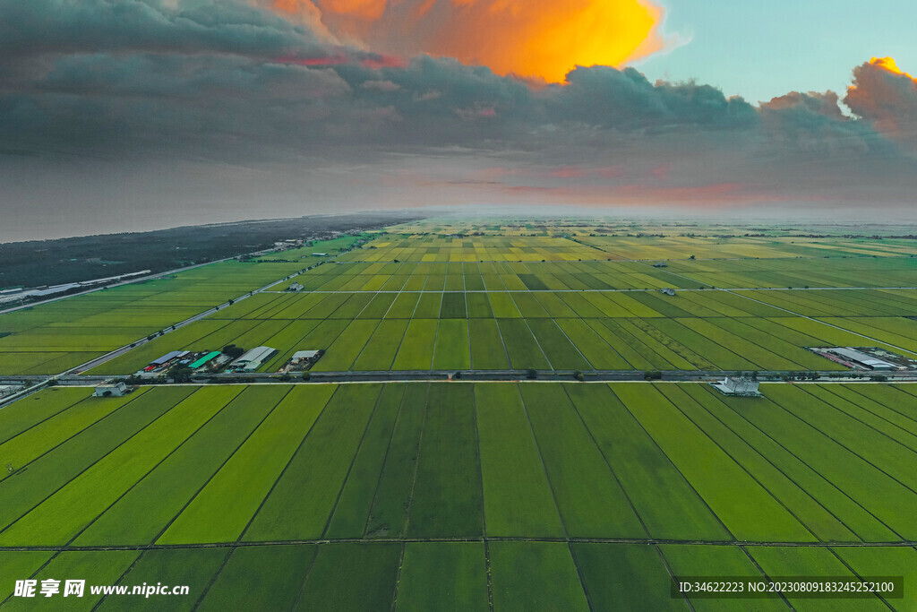 稻田 