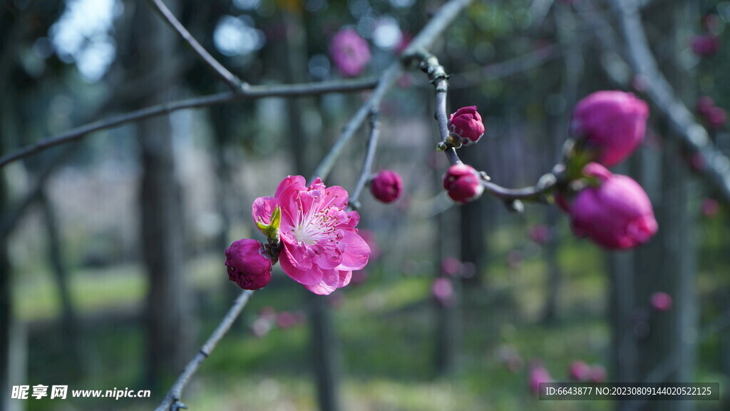 正宗桃红色的桃花