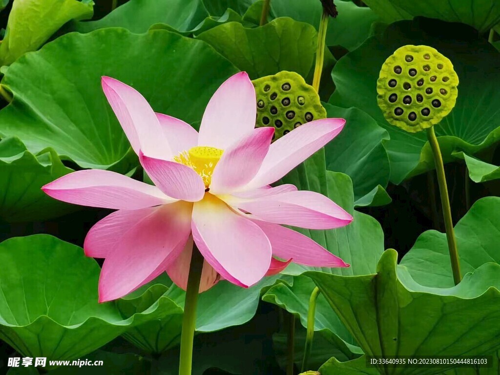 荷花 夏天