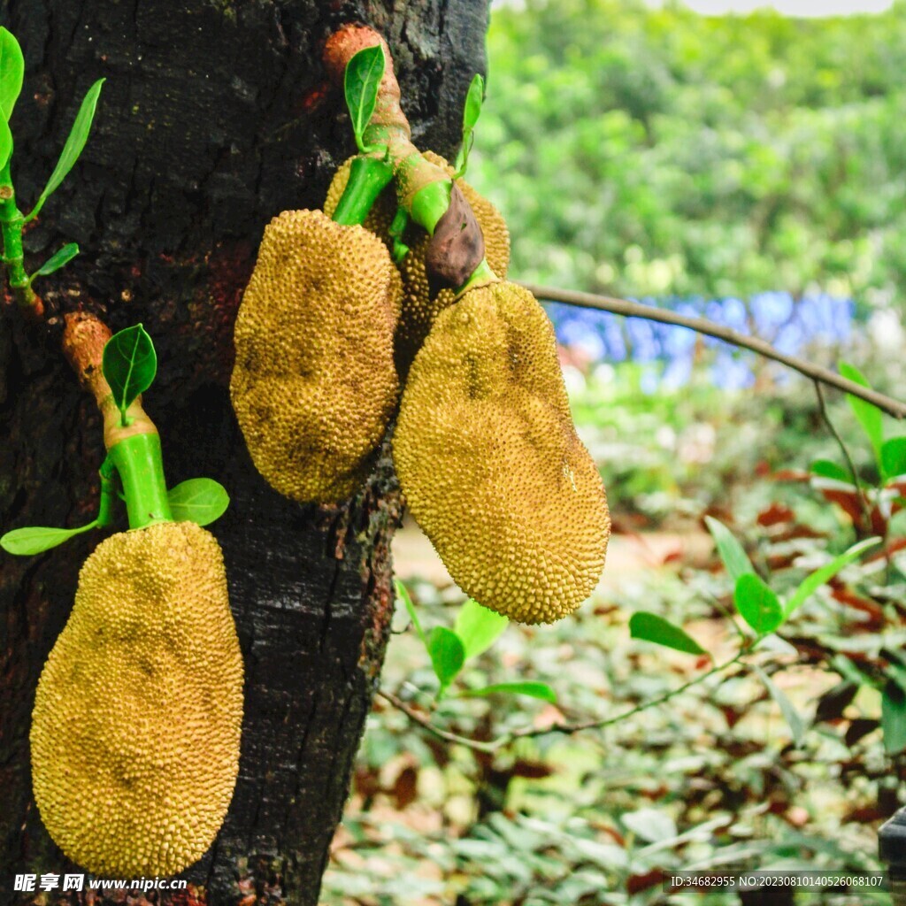 大树菠萝