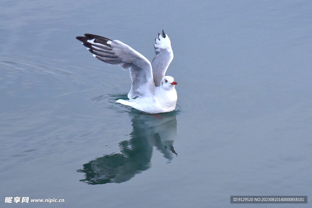 青海湖红嘴鸥