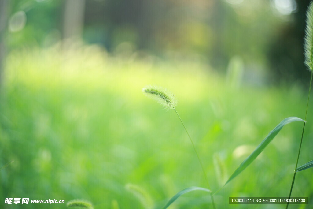 狗尾巴草