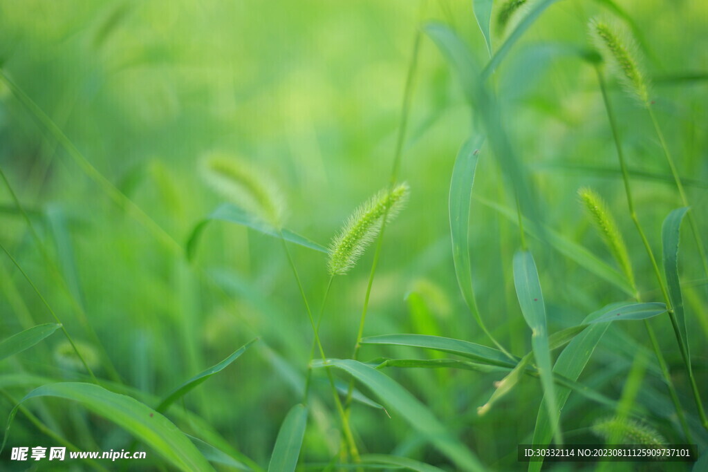 狗尾巴草