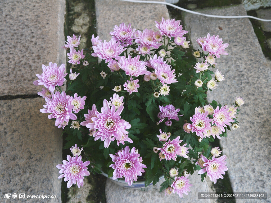 小朵菊