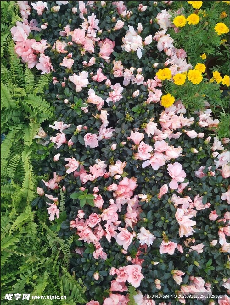 茶花丛