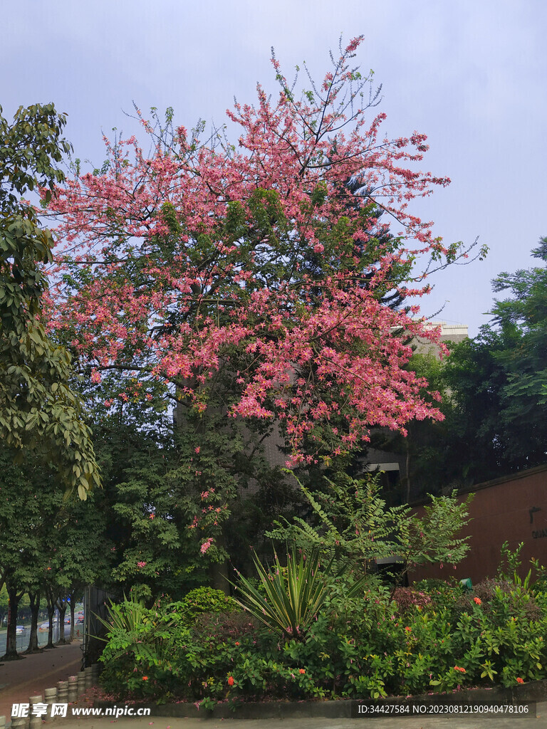 粉色花丛