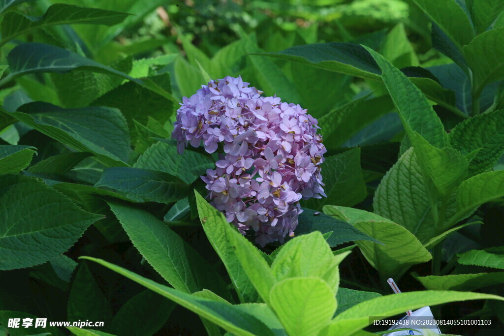 绣球花