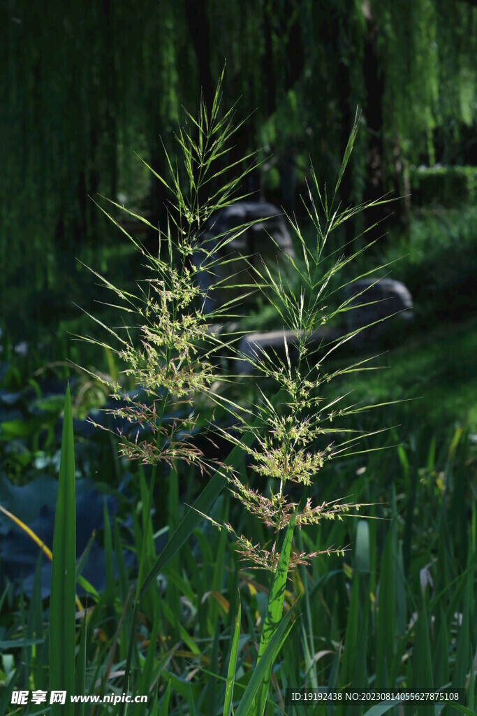 草菰花穗 