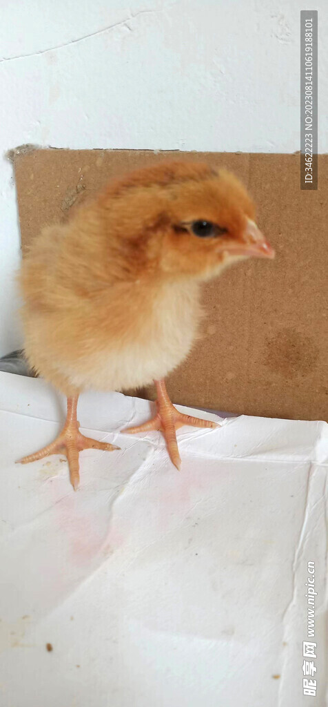 小鸡仔