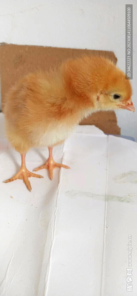 小鸡仔 