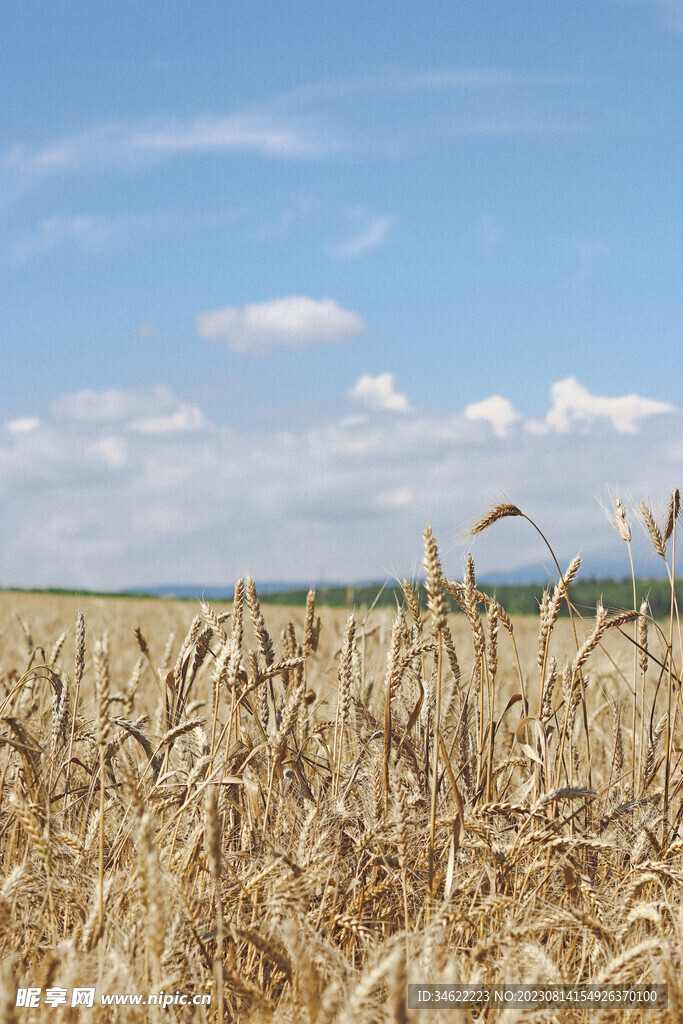 小麦