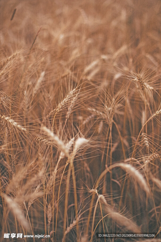 小麦