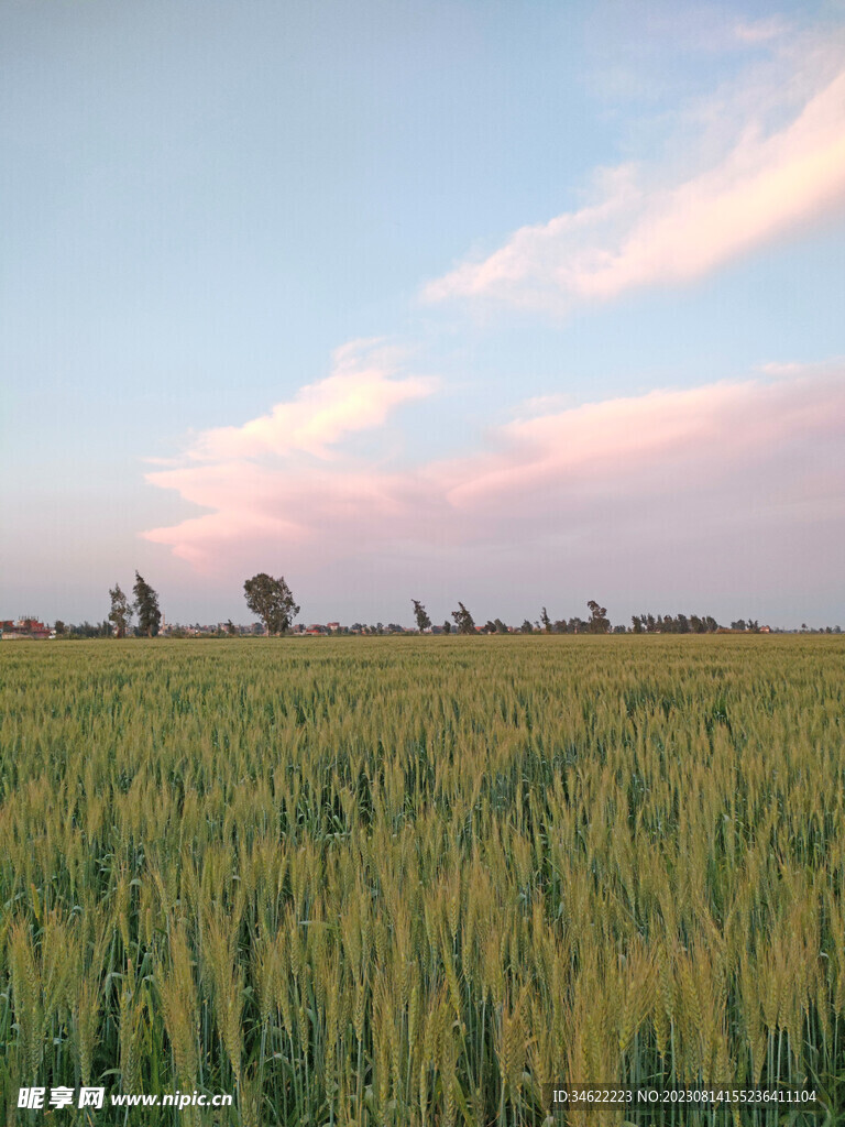 小麦地
