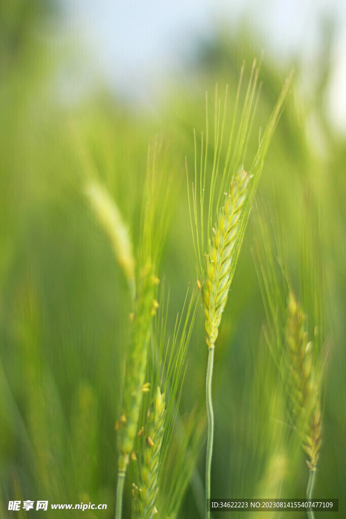 小麦