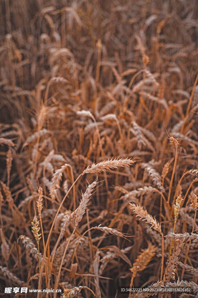 麦地