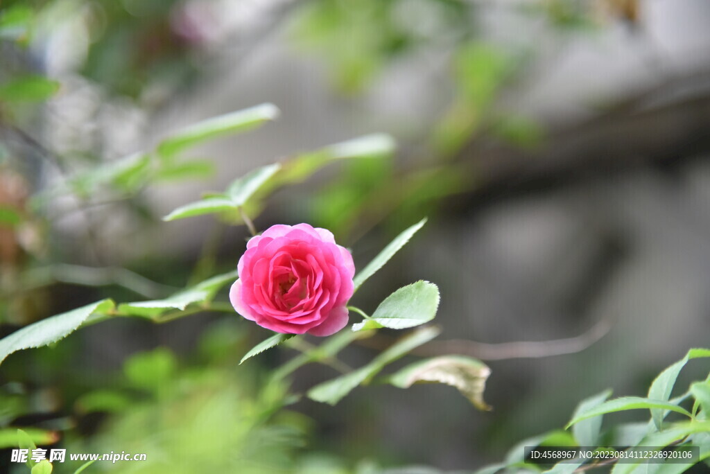 月季花