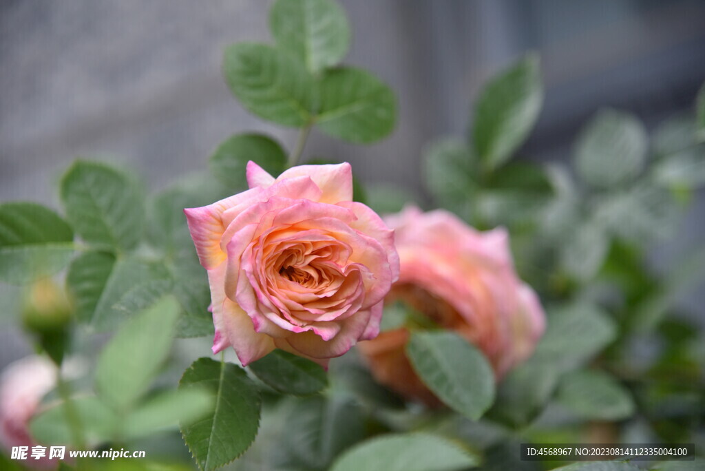 月季花