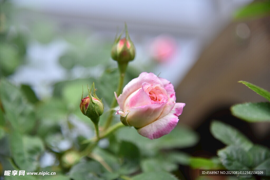 月季花