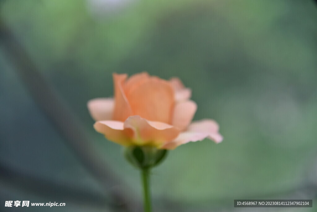 月季花
