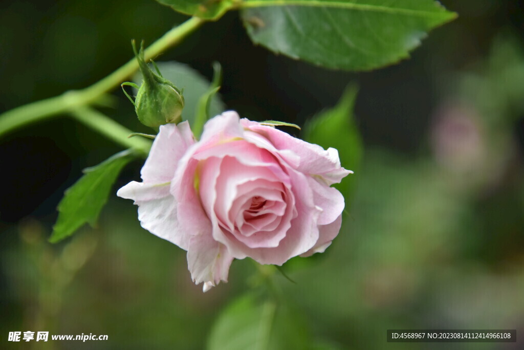 月季花