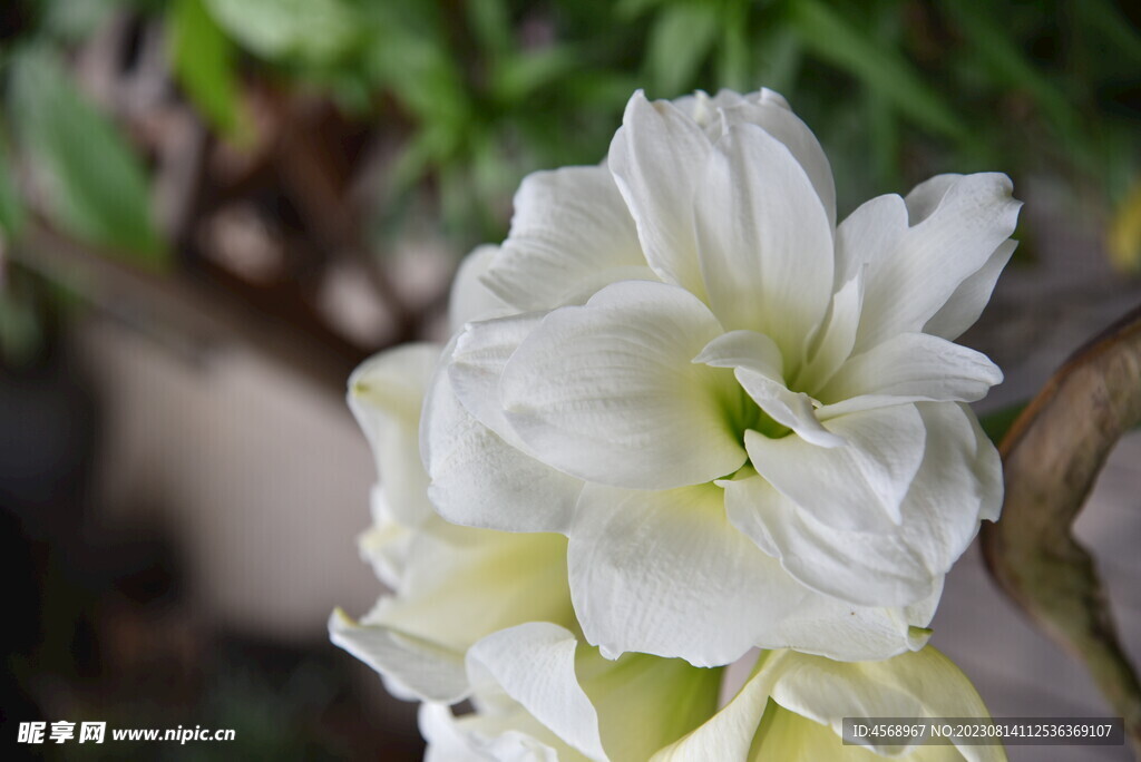 栀子花