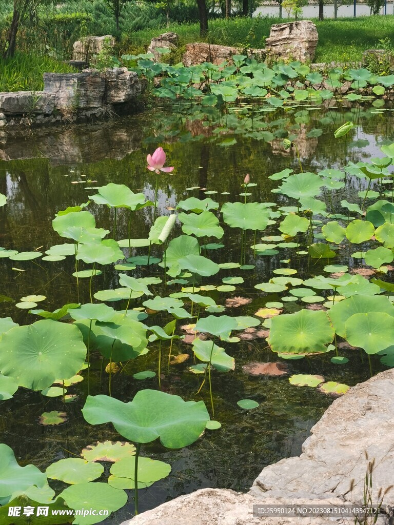 荷花