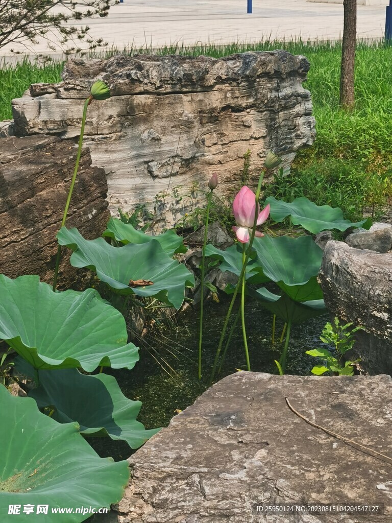 荷花