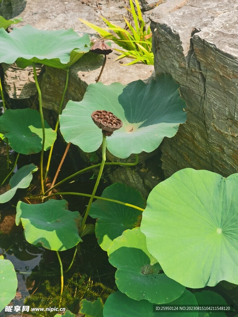 荷花