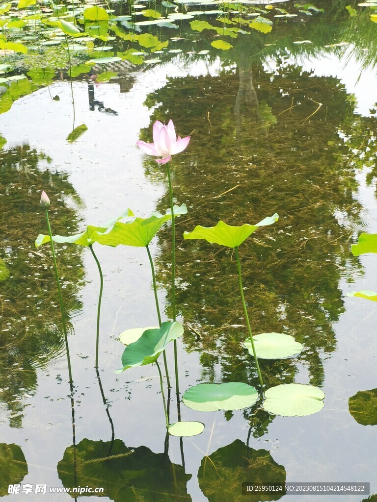 荷花