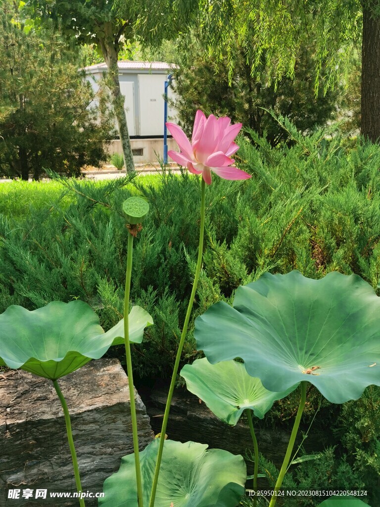 荷花